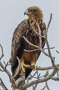 Tawny Eagle