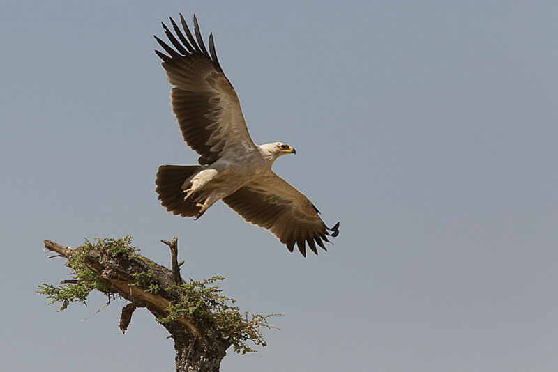 Aigle ravisseurimmature