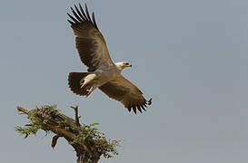 Aigle ravisseur