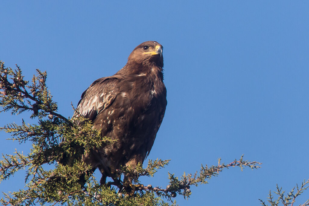 Aigle ravisseur