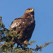 Aigle ravisseur