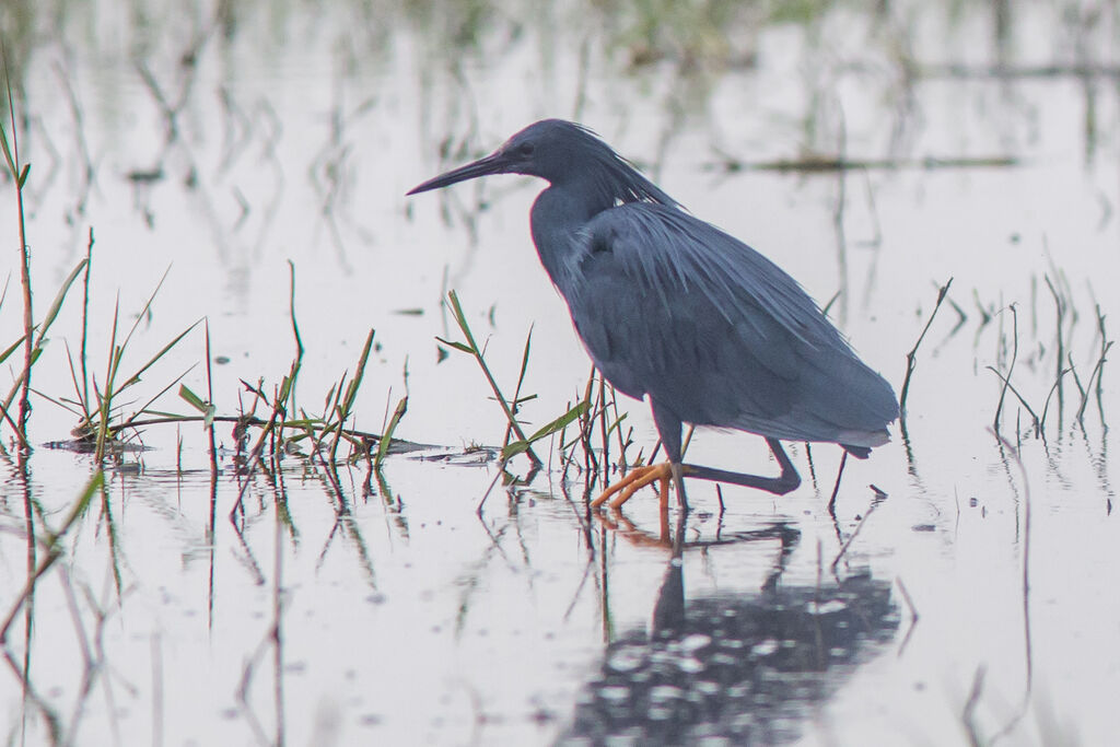 Aigrette ardoisée