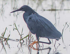 Aigrette ardoisée