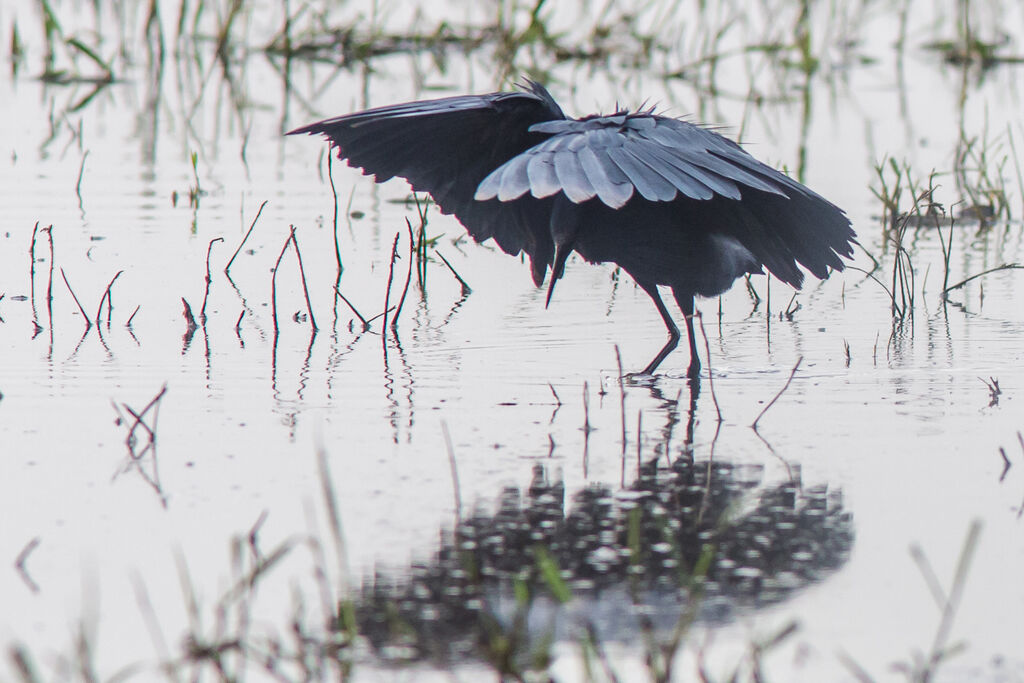 Aigrette ardoisée