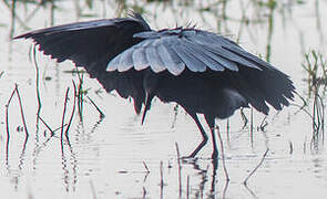 Aigrette ardoisée