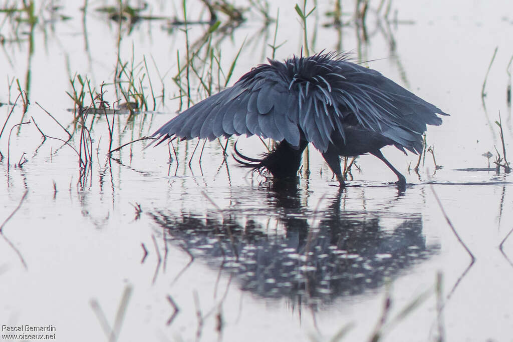 Aigrette ardoisée, pêche/chasse, Comportement