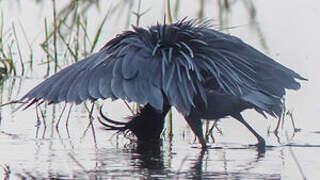 Aigrette ardoisée