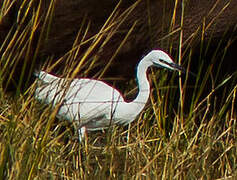 Little Egret