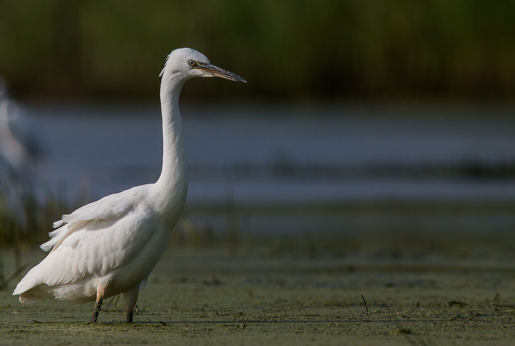 Little Egret