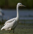 Aigrette garzette