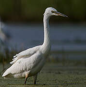 Aigrette garzette