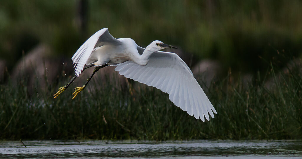 Aigrette garzette