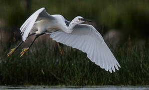 Little Egret