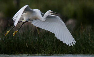 Aigrette garzette