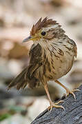 Puff-throated Babbler