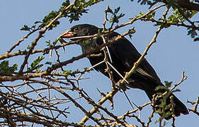 Red-billed Buffalo Weaver