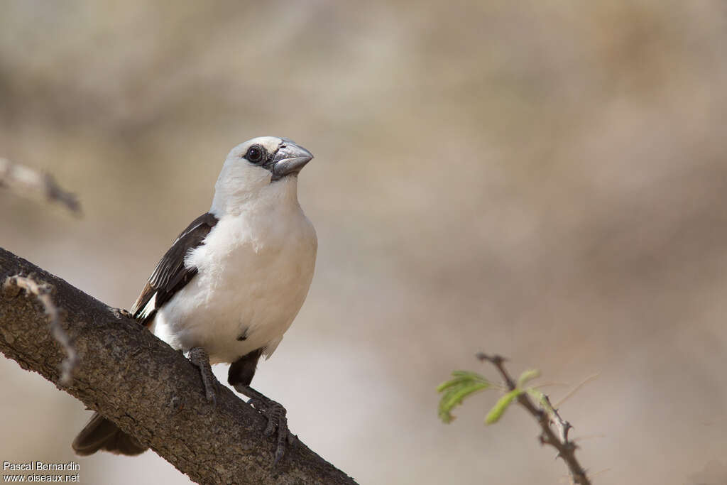 White-headed Buffalo Weaveradult, close-up portrait