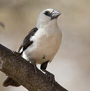 White-headed Buffalo Weaver