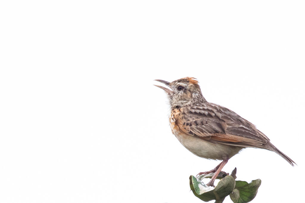 Rufous-naped Lark