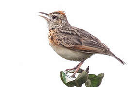 Rufous-naped Lark