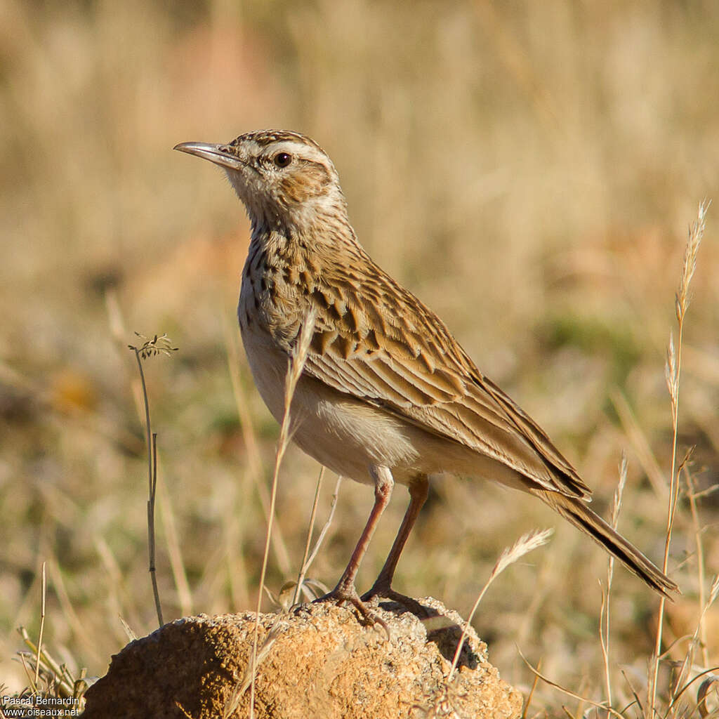 Short-clawed Lark, identification