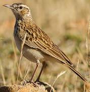 Short-clawed Lark