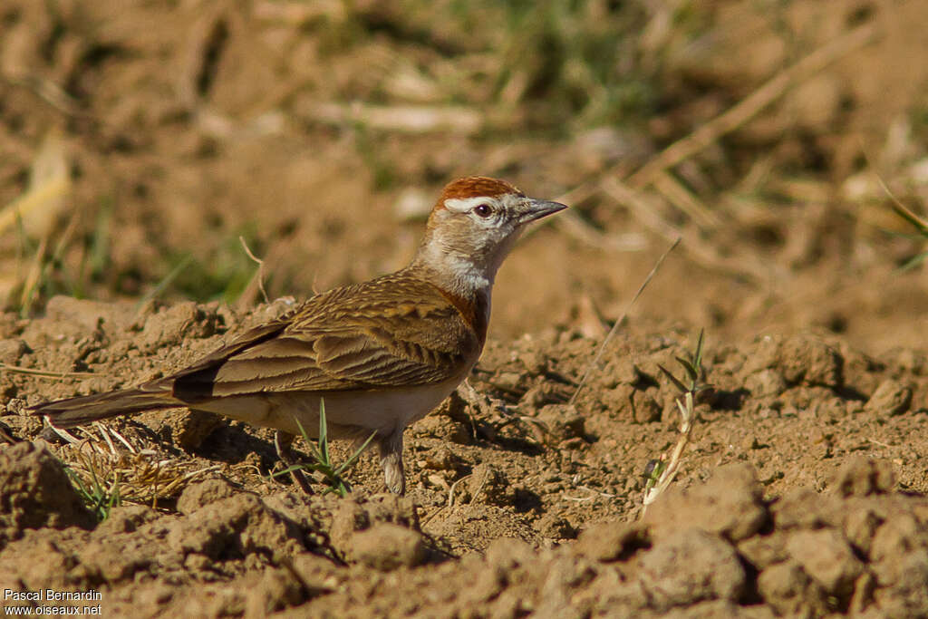 Red-capped Larkadult, identification