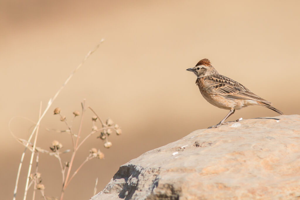 Blanford's Lark (erlangeri)