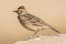 Blanford's Lark (erlangeri)