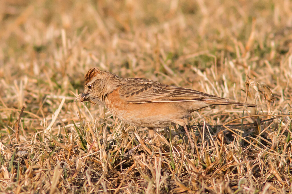 Blanford's Lark (erlangeri)