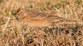 Blanford's Lark (erlangeri)