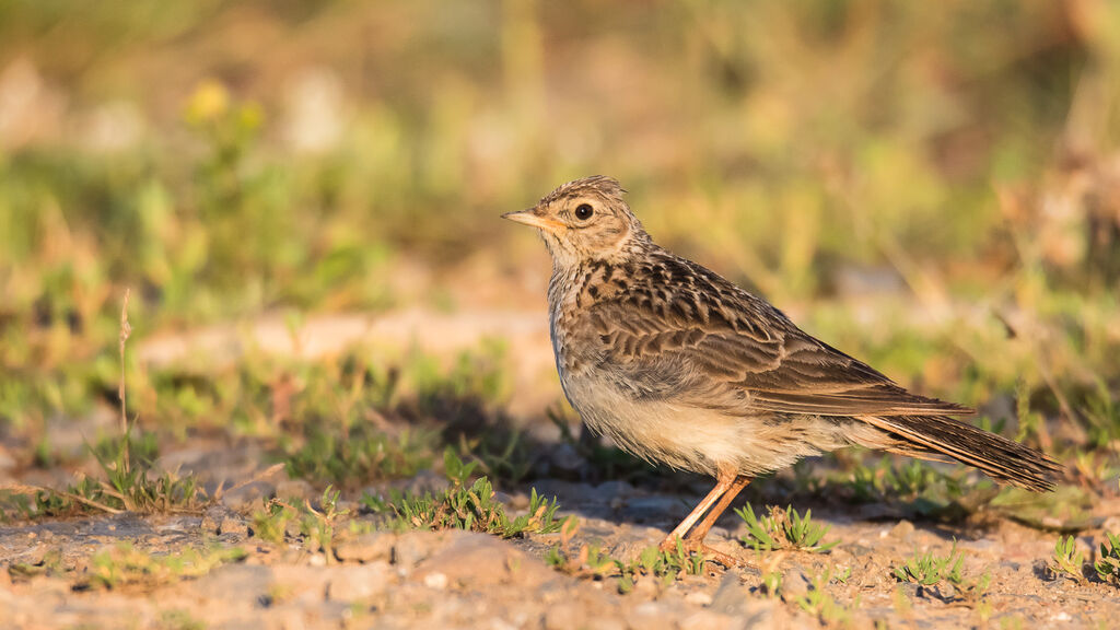 Eurasian Skylark, identification, close-up portrait