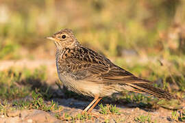 Eurasian Skylark