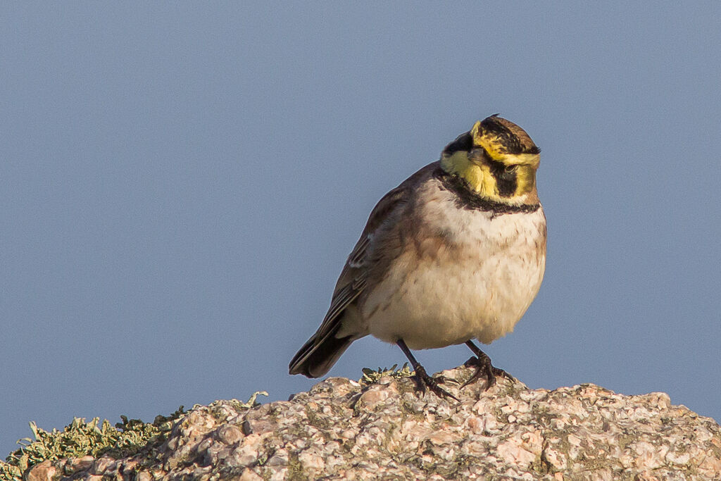 Horned Lark