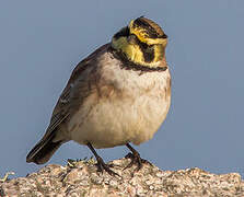 Horned Lark