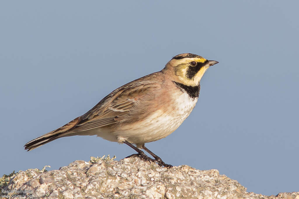 Alouette haussecol, identification