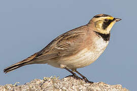 Horned Lark