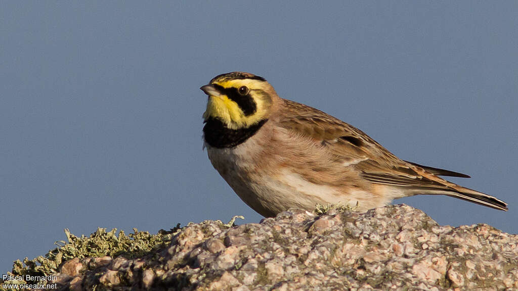 Horned Lark