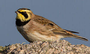 Horned Lark