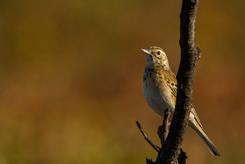 Sabota Lark