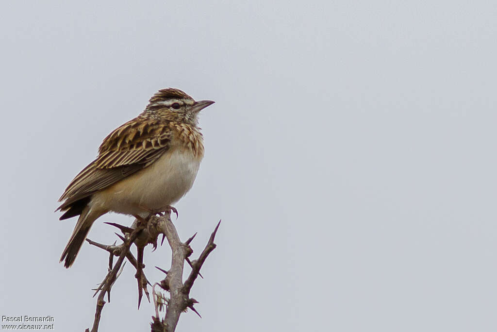 Sabota Larkadult, identification