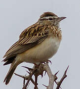 Sabota Lark