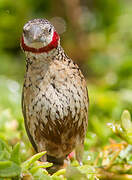 Cut-throat Finch