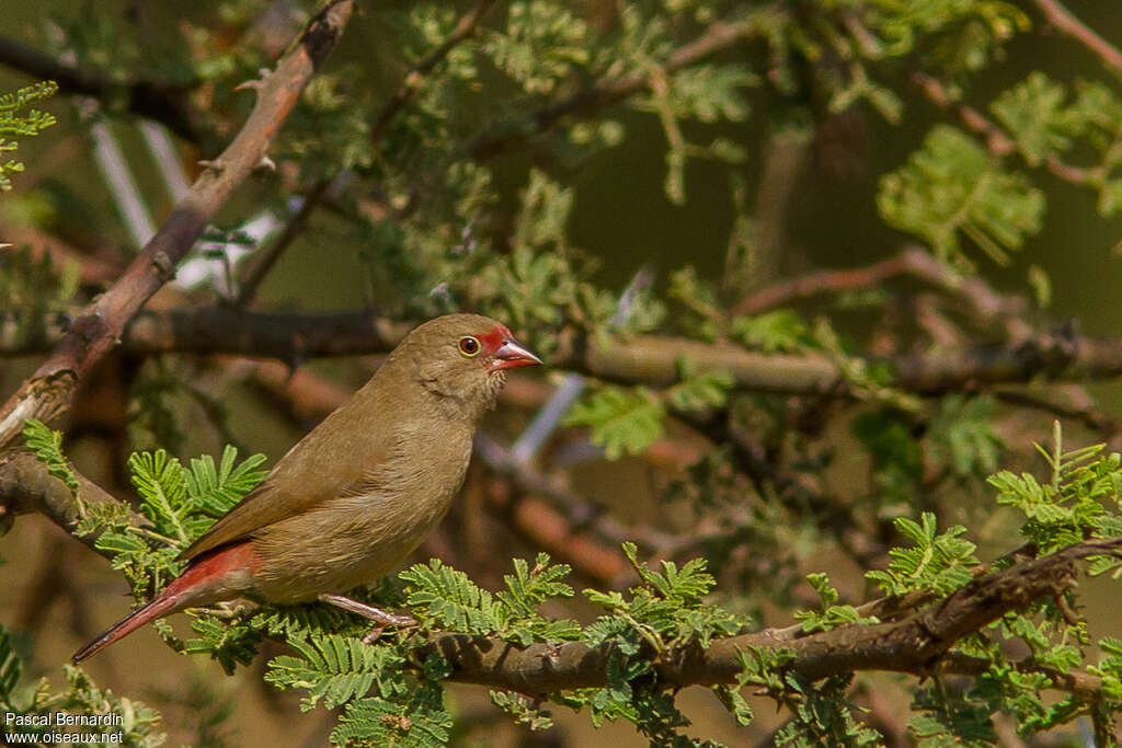 Red-billed Firefinch female adult, habitat