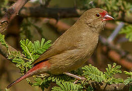 Red-billed Firefinch