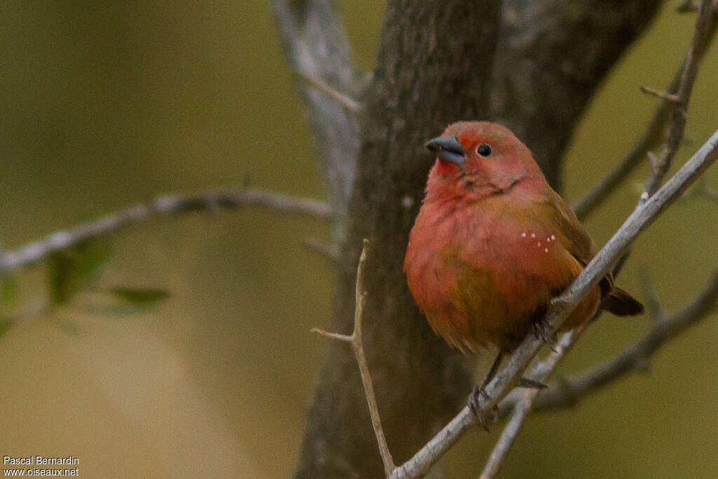 African Firefinchadult