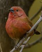 African Firefinch