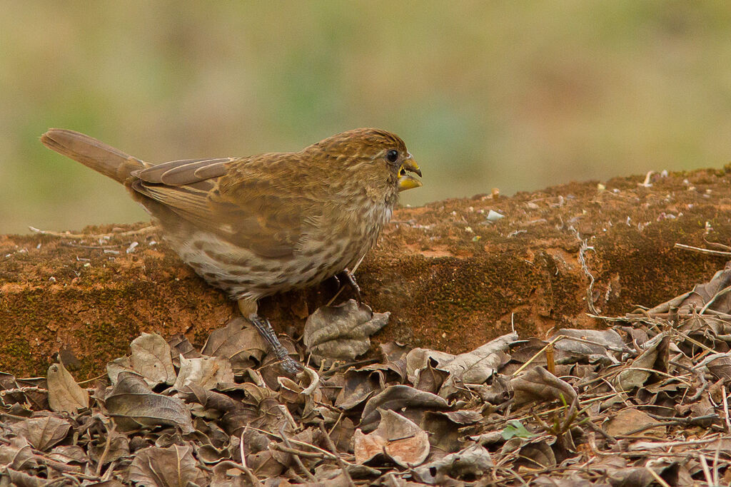 Thick-billed Weaver