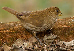 Thick-billed Weaver