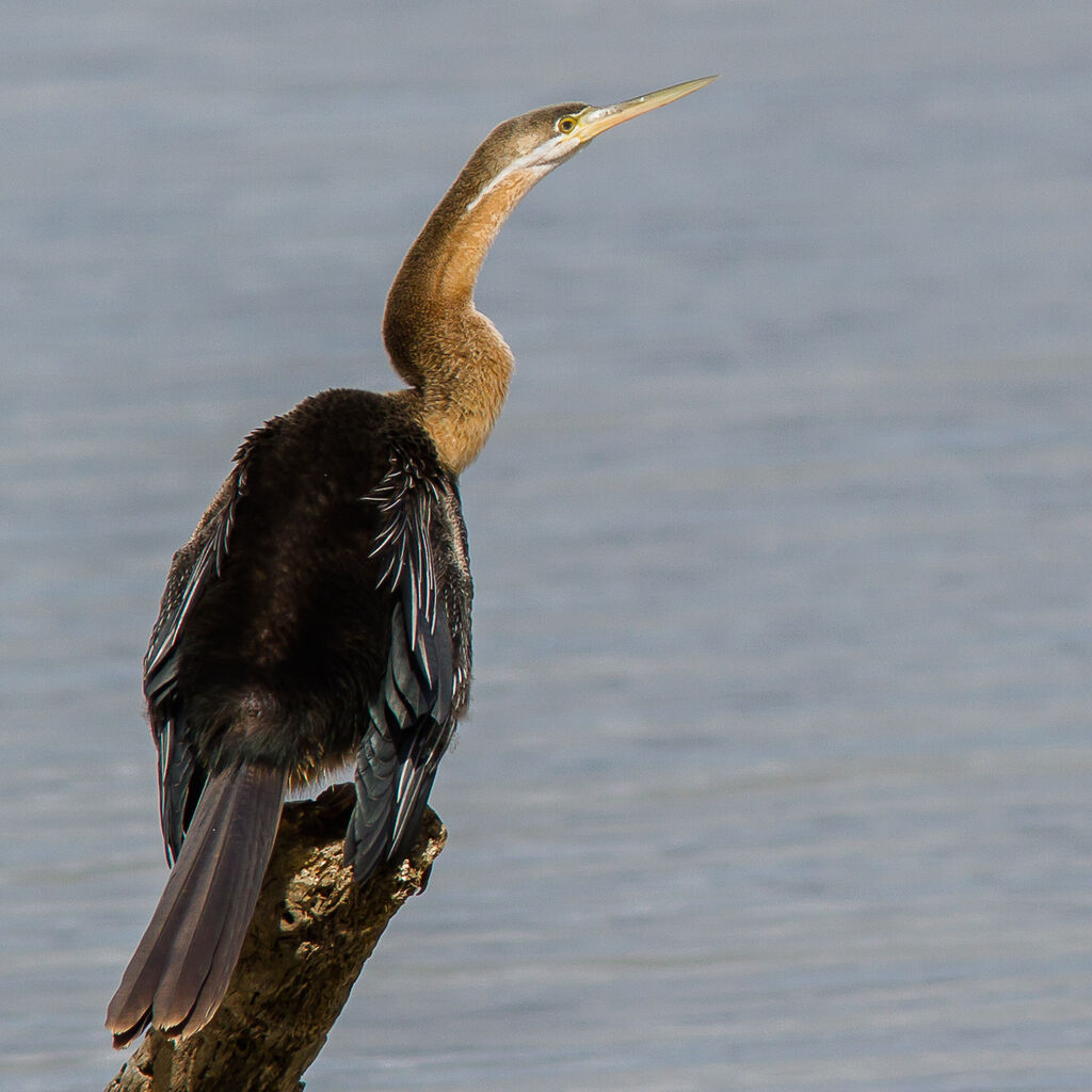 African Darter